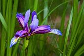 42_Iris selvatico (Gynandriris sisyrinchium)